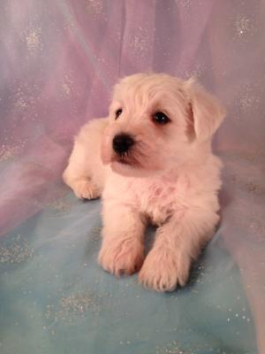 Male Schnoodle Puppy for sale #3 DOB 3-26-13 Looking for Schnoodle puppies for sale? We have several schnoodle litters now!